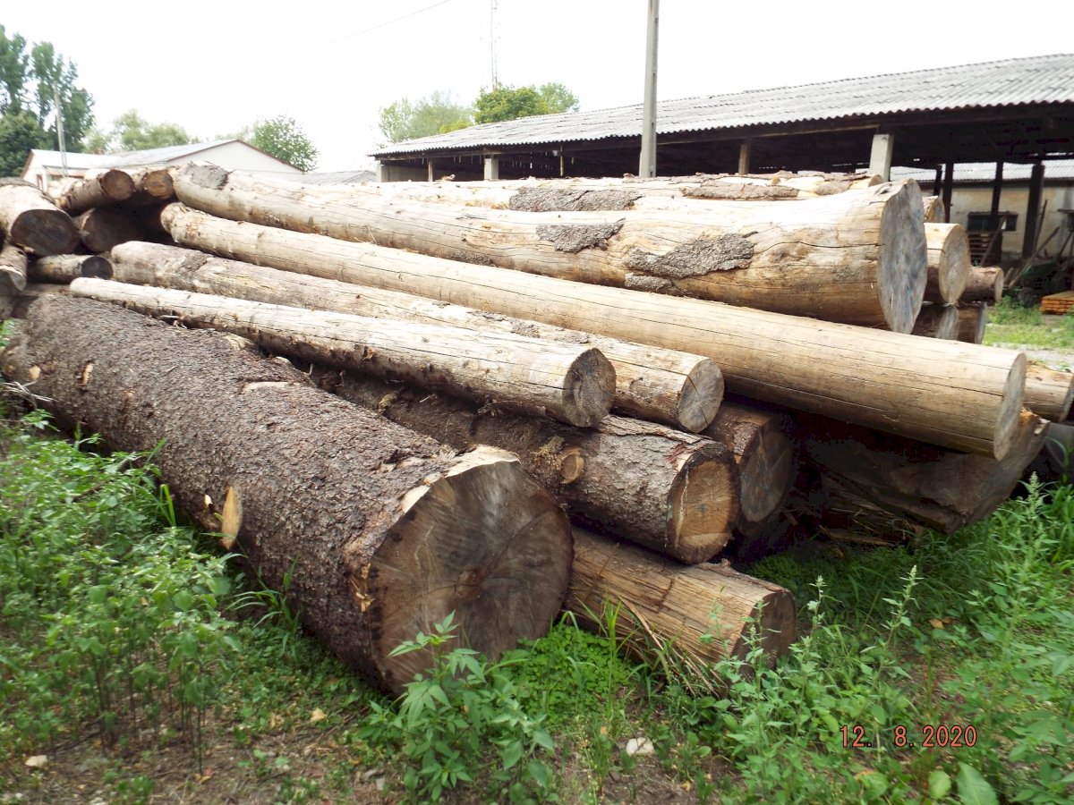 NEADJUDECAT -  Material Lemnos: Lot 3 - 53,73 m3 lemn rotund esență rășinoasă, specia molid